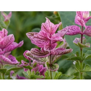 CLARY PINK SUNDAE SEEDS - PINK CLARY SAGE - SALVIA VIRIDIS -  100 SEEDS