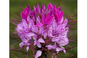 CLEOME HASSLERIANA VIOLET QUEEN SEEDS - SPIDER PLANT FLOWER - 100 SEEDS