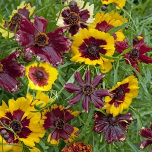 COREOPSIS HYBRIDA INCREDIABLE DWARF MIX SEEDS - TICKSEED - 50 SEEDS COREOPSIS HYBRIDA INCREDIABLE DWARF MIX SEEDS - TICKSEED - 50 SEEDS