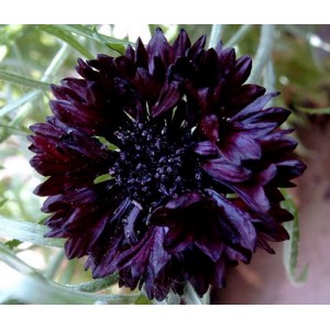 CENTAUREA CYANUS BLACK BALL SEEDS - DARK RED CORNFLOWER - 100 SEEDS CENTAUREA CYANUS BLACK BALL SEEDS - DARK RED CORNFLOWER - 100 SEEDS