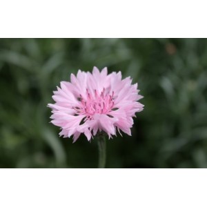 CENTAUREA CYANUS PINK - PINK CORNFLOWER SEEDS - 100 SEEDS CENTAUREA CYANUS PINK - PINK CORNFLOWER SEEDS - 100 SEEDS