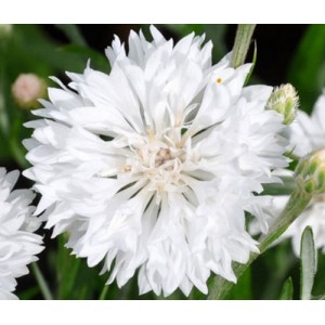 CENTAUREA CYANUS WHITE SEEDS - WHITE CORNFLOWER - 100 SEEDS CENTAUREA CYANUS WHITE SEEDS - WHITE CORNFLOWER - 100 SEEDS