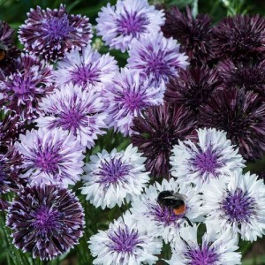 CENTAUREA CYANUS CLASSIC MAGIC SEEDS - CORNFLOWER - 100 SEEDS CENTAUREA CYANUS CLASSIC MAGIC SEEDS - CORNFLOWER - 100 SEEDS