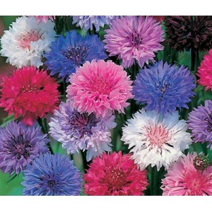 CENTAUREA CYANUS POLKA DOT MIX CORNFLOWER SEEDS - 100 SEEDS CENTAUREA CYANUS POLKA DOT MIX CORNFLOWER SEEDS - 100 SEEDS