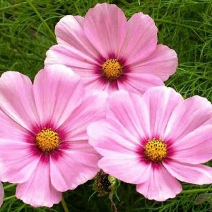 COSMOS BIPINNATUS SENSATION GLORIA SEEDS - ROSE PINK FLOWERS - 50 SEEDS COSMOS BIPINNATUS SENSATION GLORIA SEEDS - ROSE PINK FLOWERS - 50 SEEDS