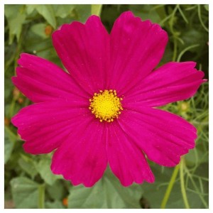 COSMOS BIPINNATUS DAZZLER SEEDS - VIBRANT DARK PINK FLOWERS - 50 SEEDS COSMOS BIPINNATUS DAZZLER SEEDS - VIBRANT DARK PINK FLOWERS - 50 SEEDS