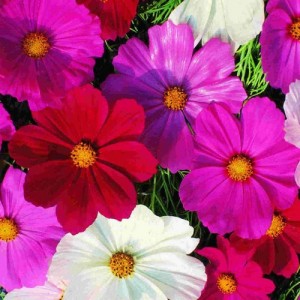 COSMOS BIPINNATUS SENSATION MIX SEEDS - MIXED COLOUR SEEDS - 50 SEEDS COSMOS BIPINNATUS SENSATION MIX SEEDS - MIXED COLOUR SEEDS - 50 SEEDS