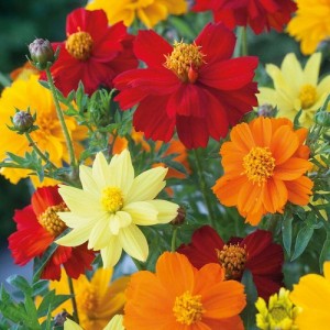 COSMOS SULPHUREUS BRIGHTNESS MIX SEEDS - MIXED COLOUR FLOWERS - 50 SEEDS