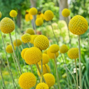 CRASPEDIA GLOBOSA DRUMSTICK SEEDS - GOLDEN DRUM STICK / BILLY BUTTON - 50 SEEDS