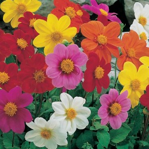 DAHLIA VARIABILIS DWARF MIGNON MIX SEEDS - MIXED COLOUR FLOWERS - 50 SEEDS DAHLIA VARIABILIS DWARF MIGNON MIX SEEDS - MIXED COLOUR FLOWERS - 50 SEEDS