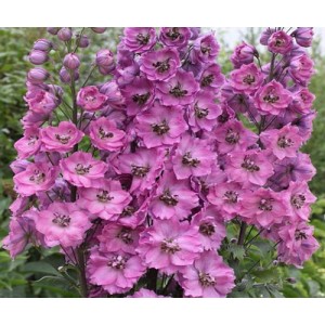 DELPHINIUM PACIFIC GIANT ASTOLAT SEEDS - LILAC & ROSE FLOWERS WITH WHITE BEE - 50 SEEDS