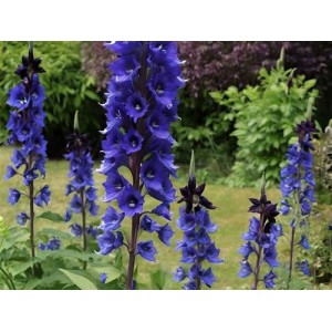 DELPHINIUM PACIFIC GIANT BLACK KNIGHT SEEDS - DARK BLUE FLOWERS WITH DARK BEE - 50 SEEDS DELPHINIUM PACIFIC GIANT BLACK KNIGHT SEEDS - DARK BLUE FLOWERS WITH DARK BEE - 50 SEEDS