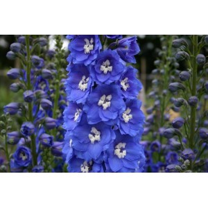 DELPHINIUM PACIFIC GIANT BLUE BIRD SEEDS - BRIGHT BLUE FLOWERS WITH WHITE BEE - 50 SEEDS