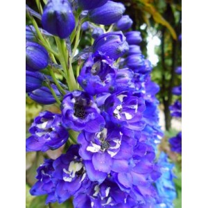 DELPHINIUM JUPITER BLUE SEEDS - BLUE FLOWERS WITH WHITE EYES - 50 SEEDS