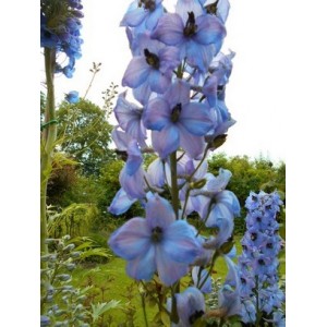 DELPHINIUM ELATUM KESTREL BLUE SEEDS - BLUE FLOWERS - 50 SEEDS DELPHINIUM ELATUM KESTREL BLUE SEEDS - BLUE FLOWERS - 50 SEEDS
