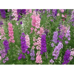 DELPHINIUM LARKSPUR GIANT IMPERIAL MIXED SEEDS - MIXED CLOUR FLOWERS - 100 SEEDS