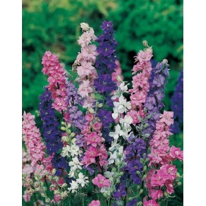 DELPHINIUM LARKSPUR GIANT IMPERIAL CROWN BLENDED MIX SEEDS - 100 SEEDS
