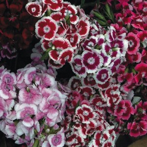DIANTHUS BARBATUS SEEDS - SWEET WILLIAM AURICULA EYED SEEDS - 100 SEEDS DIANTHUS BARBATUS SEEDS - SWEET WILLIAM AURICULA EYED SEEDS - 100 SEEDS