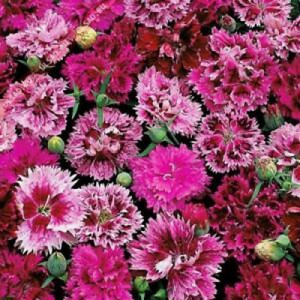 DIANTHUS CHINENSIS INDIAN PINK MIX / CHINA PINK SEEDS - 250 SEEDS