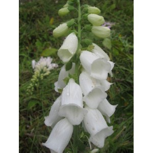 DIGITALIS PURPUREA ALBA WHITE FOXGLOVE SEEDS - 500 SEEDS DIGITALIS PURPUREA ALBA WHITE FOXGLOVE SEEDS - 500 SEEDS