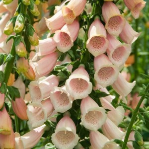 DIGITALIS PURPUREA APRICOT FOXGLOVE SEEDS - 500 SEEDS DIGITALIS PURPUREA APRICOT FOXGLOVE SEEDS - 500 SEEDS