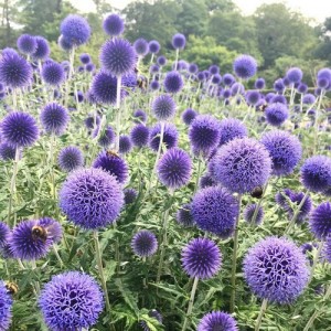 ECHINOPS RITRO BLUE SEEDS - GLOBETHISTLE / GLOBE THISTLE - BLUE HEADS - 25 SEEDS ECHINOPS RITRO BLUE SEEDS - GLOBETHISTLE / GLOBE THISTLE - BLUE HEADS - 25 SEEDS