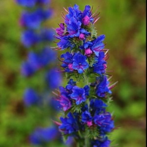 ECHIUM VULGARE - VIPERS BUGLOSS SEEDS - BLUE CONICAL FLOWERS - 100 SEEDS