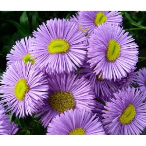 ERIGERON SPECIOSUS AZURE FAIRY SEEDS - BLUE LILAC FLEABANE DAISY - 150 SEEDS ERIGERON SPECIOSUS AZURE FAIRY SEEDS - BLUE LILAC FLEABANE DAISY - 150 SEEDS