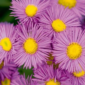 ERIGERON SPECIOSUS PINK JEWEL SEEDS - PINK FLEABANE DAISY - 100 SEEDS ERIGERON SPECIOSUS PINK JEWEL SEEDS - PINK FLEABANE DAISY - 100 SEEDS