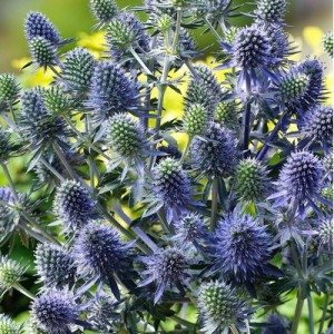 ERYNGIUM PLANUM SEEDS - BLUE ERYNGO - FLAT SEA HOLLY - 50 SEEDS