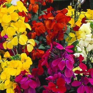 ERYSIMUM CHEIRI ENGLISH BEDDING MIX SEEDS - ENGLISH WALLFLOWER - 150 SEEDS ERYSIMUM CHEIRI ENGLISH BEDDING MIX SEEDS - ENGLISH WALLFLOWER - 150 SEEDS