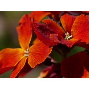 ERYSIMUM CHEIRI - FIRE KING SEEDS - ORANGE ENGLISH WALLFLOWER - 150 SEEDS