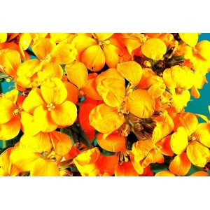 ERYSIMUM CHEIRI - CLOTH OF GOLD - WALLFLOWER - 150 SEEDS