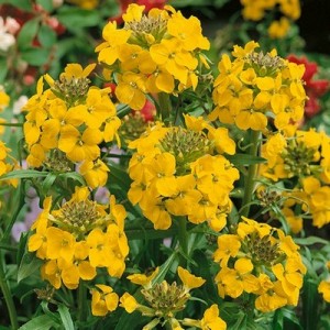 ERYSIMUM CHEIRI - GOLDEN - DWARF BEDDING WALLFLOWER - 150 SEEDS ERYSIMUM CHEIRI - GOLDEN - DWARF BEDDING WALLFLOWER - 150 SEEDS
