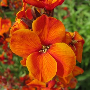 ERYSIMUM CHEIRI ORANGE BEDDER WALLFLOWER SEEDS - DWARF BEDDING - 100 SEEDS ERYSIMUM CHEIRI ORANGE BEDDER WALLFLOWER SEEDS - DWARF BEDDING - 100 SEEDS