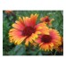 GAILLARDIA ARISTATA GRANDIFLORA MIXED SEEDS - BLANKET FLOWER - 100 SEEDS GAILLARDIA ARISTATA GRANDIFLORA MIXED SEEDS - BLANKET FLOWER - 100 SEEDS