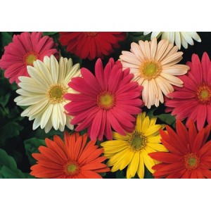 GERBERA JAMESONII HYBRID MIX SEEDS - 25 SEEDS