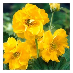 GEUM AVENS LADY STRATHEDEN SEEDS - 50 SEEDS