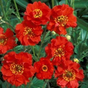 GEUM MRS BRADSHAW SEEDS - SCARLET RED FLOWERS - 50 SEEDS