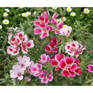 GODETIA DWARF - CLARKIA AMOENA - 500 SEEDS