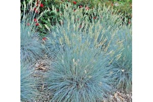 BLUE FESCUE / FESTUCA GLAUCA / ELIJAH BLUE ORNAMENTAL GRASS SEEDS - 100 SEEDS