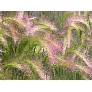 HORDEUM JUBATUM SEEDS - SQUIRREL GRASS / FOXTAIL BARLEY ORNAMENTAL GRASS SEEDS - 50 SEEDS HORDEUM JUBATUM SEEDS - SQUIRREL GRASS / FOXTAIL BARLEY ORNAMENTAL GRASS SEEDS - 50 SEEDS