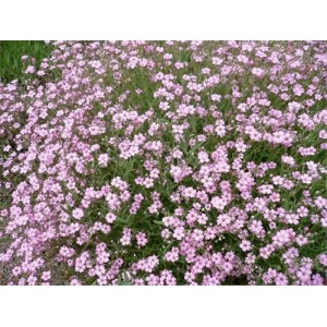 GYPSOPHILA ELEGANS PINK SEEDS - 500 SEEDS GYPSOPHILA ELEGANS PINK SEEDS - 500 SEEDS
