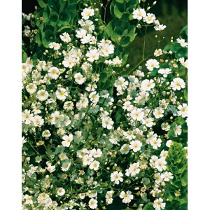 GYPSOPHILA PANICULATA ALBA WHITE SEEDS - 350 SEEDS