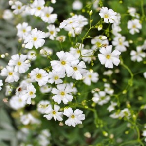 GYPSOPHILA ELEGANS COVENT GARDEN SEEDS - WHITE SINGLE FLOWER GYPSOPHILIA - 500 SEEDS GYPSOPHILA ELEGANS COVENT GARDEN SEEDS - WHITE SINGLE FLOWER GYPSOPHILIA - 500 SEEDS