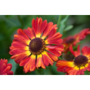 HELENIUM AUTUMNALE SALSA MARIACHI SEEDS - 50 SEEDS HELENIUM AUTUMNALE SALSA MARIACHI SEEDS - 50 SEEDS