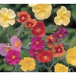 HELIANTHEMUM CROWN MIXED SEEDS - MIXED COLOUR ROCK ROSE - 100 SEEDS
