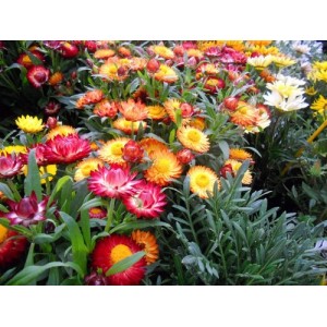 HELICHRYSUM BRACTEATUM STRAW FLOWER SWISS GIANT MIXED SEEDS - 250 SEEDS