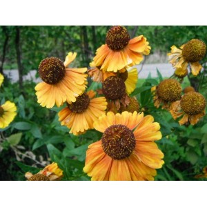HELENIUM AUTUMNALE SAHIN'S SEEDS - EARLY FLOWERER - 50 SEEDS HELENIUM AUTUMNALE SAHIN'S SEEDS - EARLY FLOWERER - 50 SEEDS