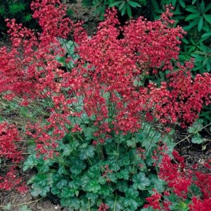 HEUCHERA SANGUINEA BRESSINGHAM HYBRIDS - CORAL BELLS - 250 SEEDS HEUCHERA SANGUINEA BRESSINGHAM HYBRIDS - CORAL BELLS - 250 SEEDS